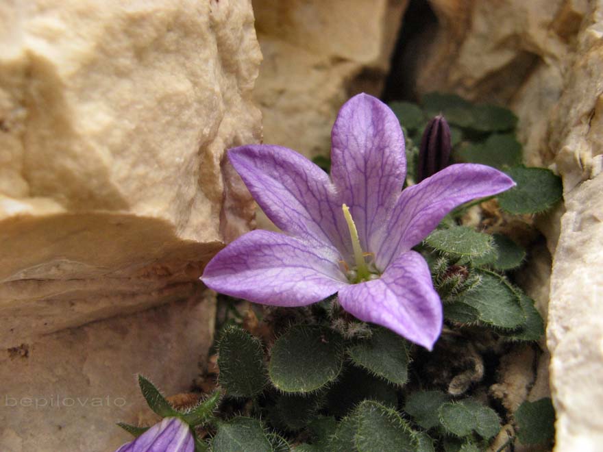 Campanula morettiana / Campanula di Moretti